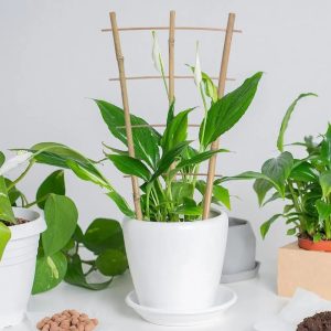 Échelle Bambou pour Décoration de Plantes